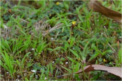 Xyris pauciflora